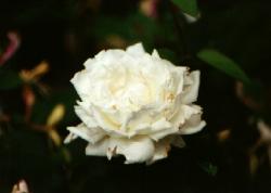Click to enlarge image  - Flower 5 - 