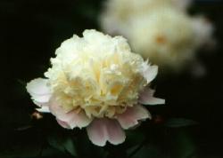 Click to enlarge image  - Flower 8 - 