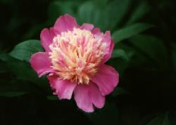 Click to enlarge image  - Flower 9 - 