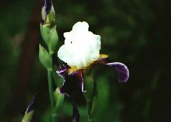 Click to enlarge image  - Flower 10 - 